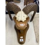 Mounted Ram's horns