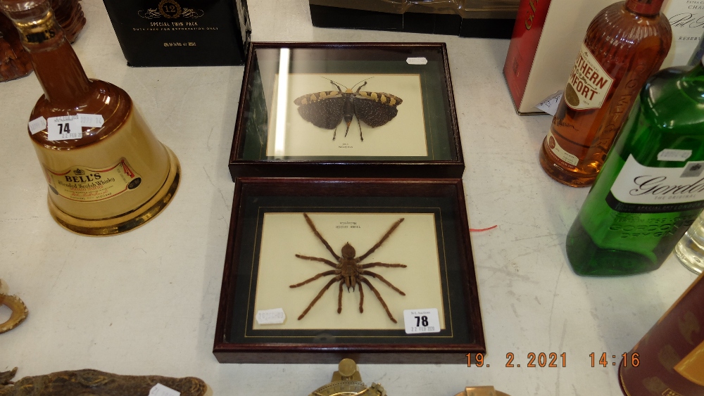 Two framed and glazed Taxidermy's inc.