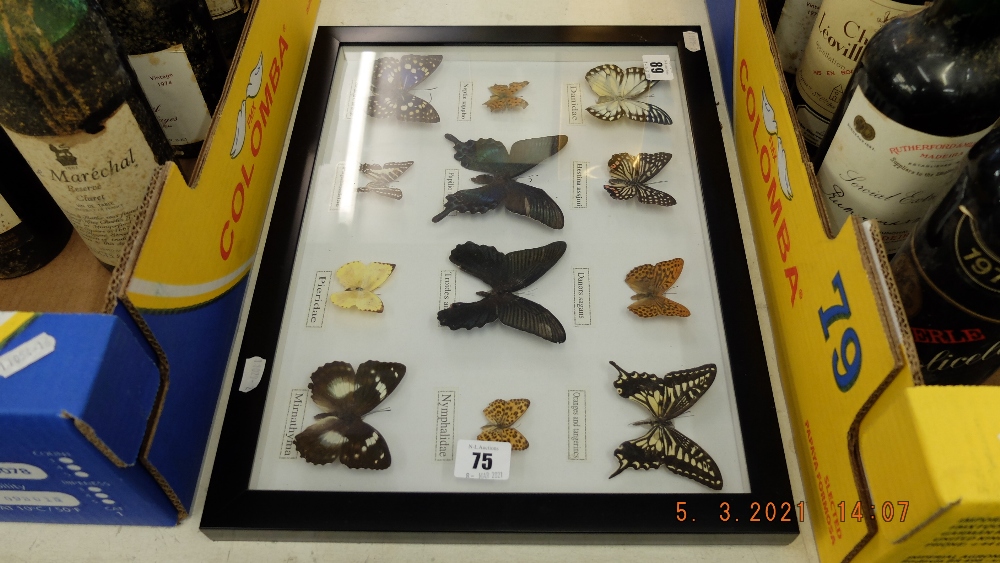 A framed collection of butterflies