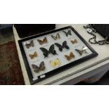 Twelve framed butterflies