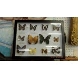 A framed collection of Butterflies