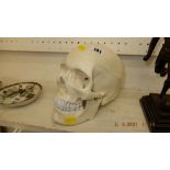 An anatomical human articulated skull