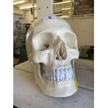 An anatomical human articulated skull