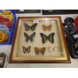 A Taxidermy frame of Butterflies a.
