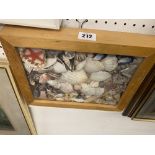 A framed collection of shells