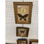 Six mounted butterflies