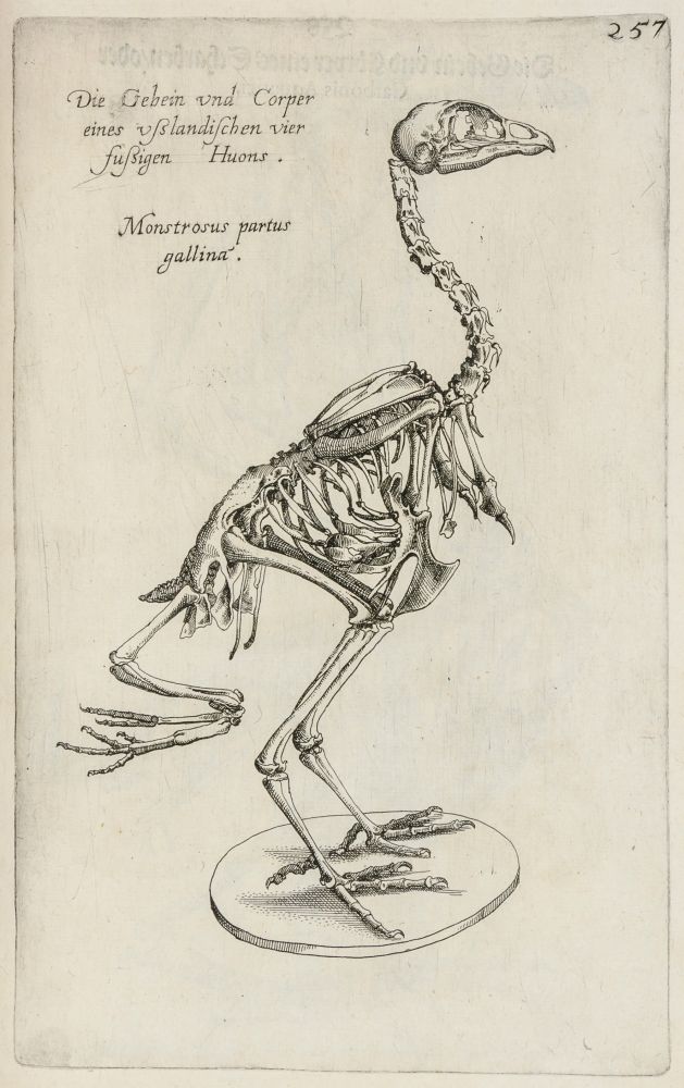 Biologie - Botanik - - Dioscorides, Pedanius. Kräuterbuch deß uralten und in aller Welt berühmtesten - Image 6 of 8