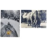 Seidenstücker, Friedrich. 3 Original-Photographien. (See-Elefant, Riesen-Waran, Elefanten).