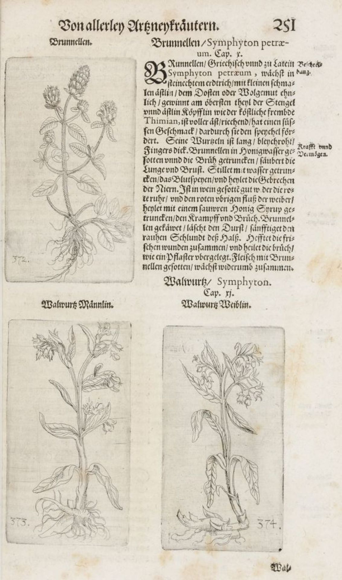 Biologie - Botanik - - Dioscorides, Pedanius. Kräuterbuch deß uralten und in aller Welt berühmtesten - Image 3 of 8