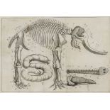 Biologie - Zoologie - - Mullen (oder: Molines), Allen. An anatomical account of the elephant