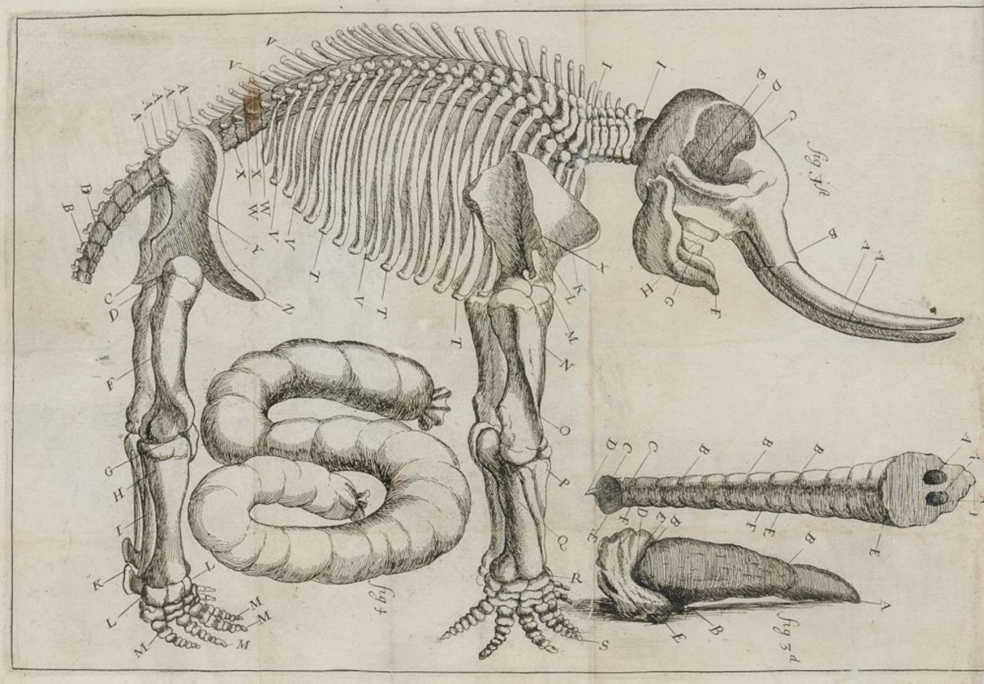 Biologie - Zoologie - - Mullen (oder: Molines), Allen. An anatomical account of the elephant