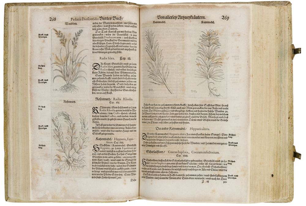 Biologie - Botanik - - Dioscorides, Pedanius. Kräuterbuch deß uralten und in aller Welt berühmtesten - Image 5 of 8