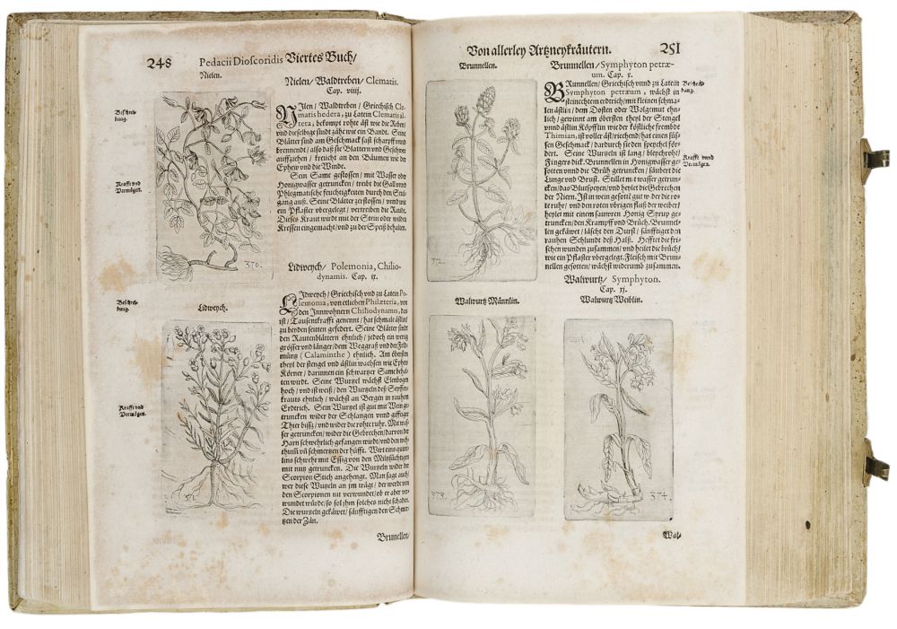 Biologie - Botanik - - Dioscorides, Pedanius. Kräuterbuch deß uralten und in aller Welt berühmtesten - Image 2 of 8