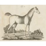 Pferde - - Ammon, Georg Gottlieb. Von der Zucht und Veredelung der Pferde durch öffentliche und