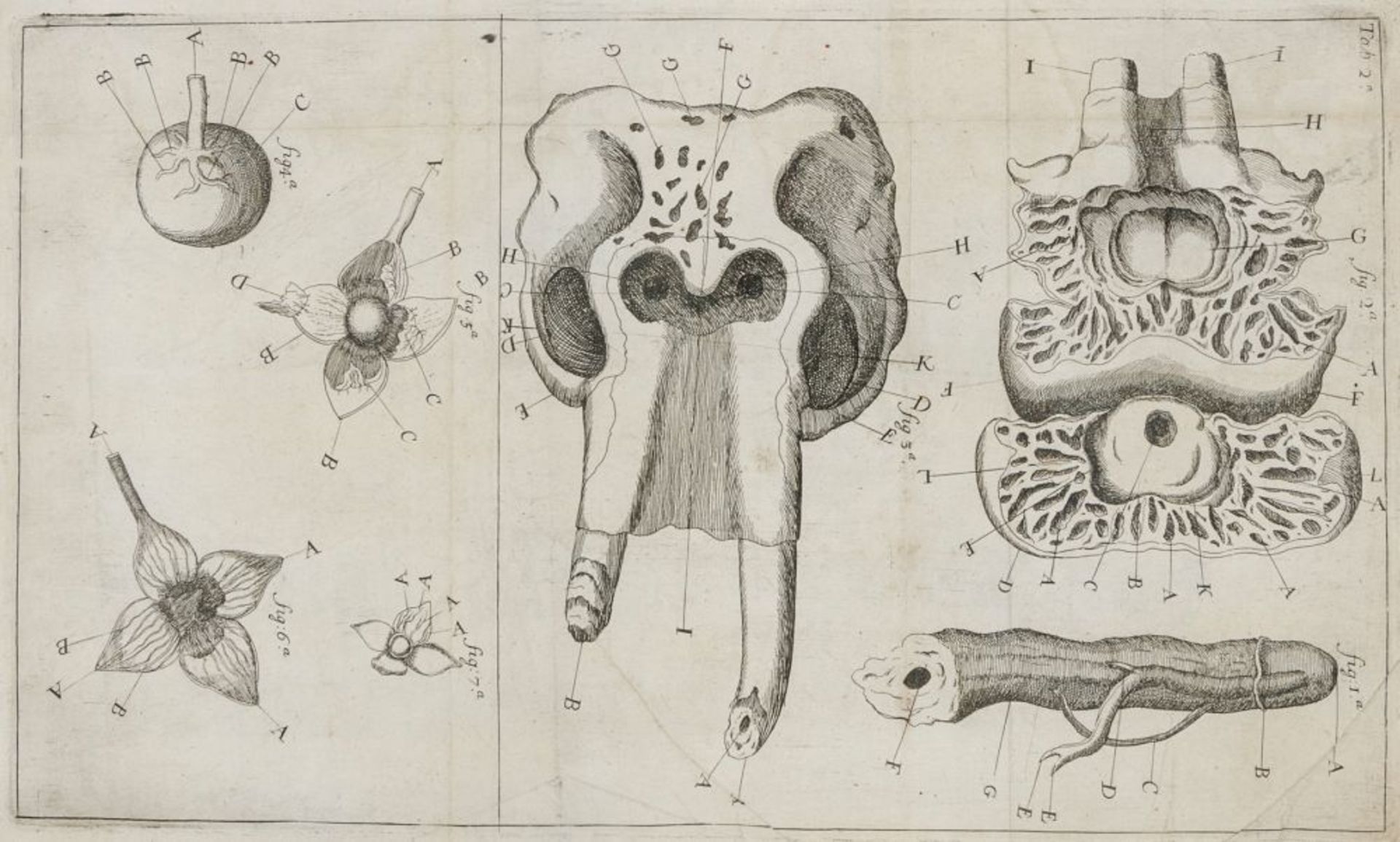 Biologie - Zoologie - - Mullen (oder: Molines), Allen. An anatomical account of the elephant - Image 2 of 4
