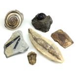 Minerals & Fossils - -