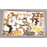 Entomology study collection of butterflies.