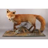 A taxidermy study of a Fox on naturalistic base. (54cm x 84cm)