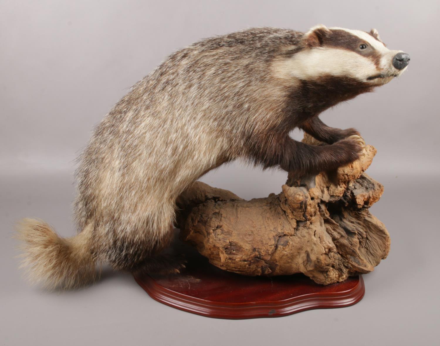 A taxidermy study of a Badger raised on piece of wood. (46cm x 60cm)