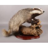 A taxidermy study of a Badger raised on piece of wood. (46cm x 60cm)