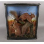 A cased taxidermy study of two red squirrels on naturalistic base, label for S A Nobbs Taxidermist