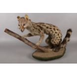 A taxidermy study of a spotted wild cat, on naturalistic base. Possibly a Genet.