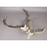 Two sets of deer antlers on skulls.