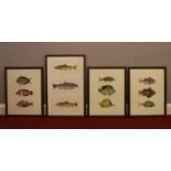 Four framed and glazed prints of fish stating their Latin names. One frame has the name 'Nicolas'.