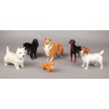 A collection of Beswick dog figures. Corgi, Jack Russell Terrier, West Highland Terrier, examples