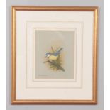 David Andrews, pair of gilt framed watercolours studies of small birds, tree sparrow and a blue tit,