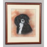 J Burt framed watercolour study of a boarder collie. Signed. 38cm x 33cm