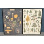 Two Framed Posters depicting Arboretum Tree Art and the classification of the Dandelion.