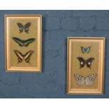 A pair of gilt framed entomology butterfly displays. Includes Peruvian, Malayan, Taiwanese and