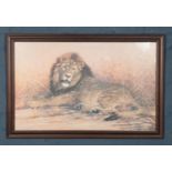 A framed Kim Brooks print, The Savuti Lion. 46.5cm x 74cm.