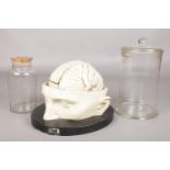 Franz Josef Steger, a late 19th century anatomical model of a brain along with two glass storage