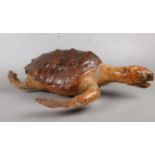 An antique taxidermy sea turtle. In swimming pose, 57cm length, 33cm width.