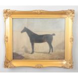 A late 19th century gilt framed oil on canvas, stable interior study of a horse. The blanket