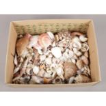 A box of various sea shells.