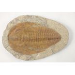 A large TRILOBITE FOSSIL approx 29x20cm