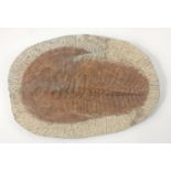 A large TRILOBITE fossil approx 30x20cm