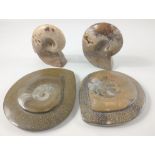 Two beautiful polished ammonites each standing 10cm tall, plus two further large polished 395