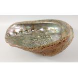 A large iridescent shell length 21cm