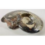 A very SUBSTANTIAL polished AMMONITE fossil approx 25x20cm