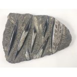 A lovely part polished group of ORTHOCERAS FOSSILS measuring approx 23x17xm