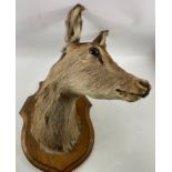 1 mounted taxidermy deer head