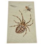 Two Insect Posters Spiders Web & Butterfly Metamorphosis