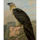 Large Print of a Bird of Prey