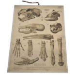 Veterinary Diagram of Animal Skulls & Joints Plus One Biological Poster