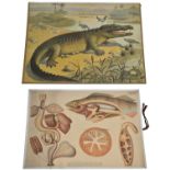 Two Natural History Posters Alligator and Fish Anatomy Diagrams