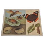 Three Insect Posters & Diagrams Butterfly, Beetles, Centipede, Moth